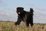 BOUVIER DES FLANDRES 227